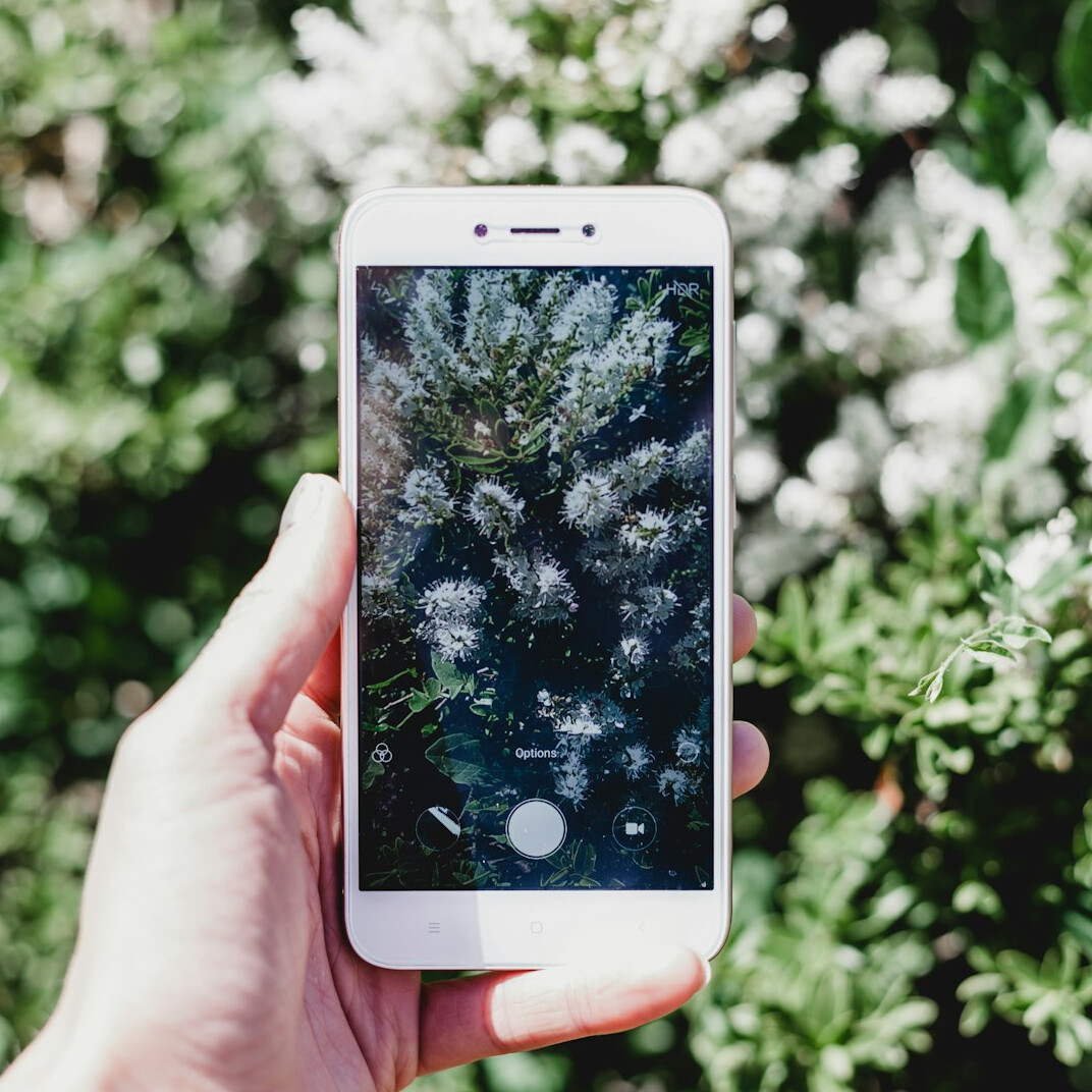 Elderly hands holding a smartphone to photograph a flower in a garden